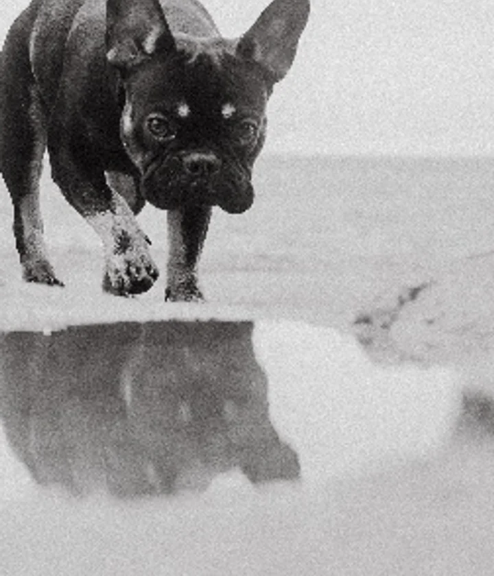 Lion Laguna, a real black French bulldog